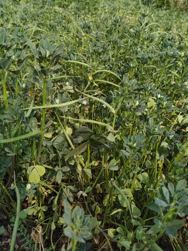 Fenugreek Crop