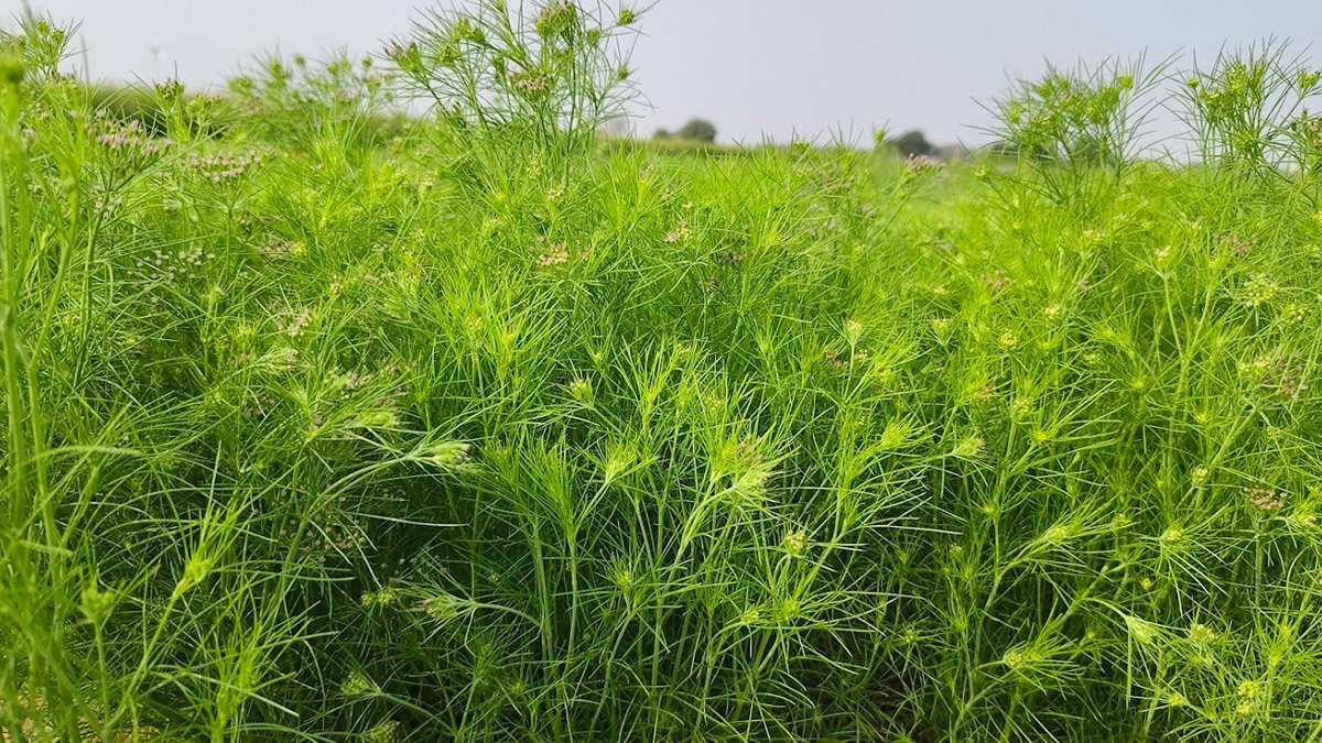 Why Farm-Direct Cumin Seeds (Jeera) Make a Real Difference in Your Cooking