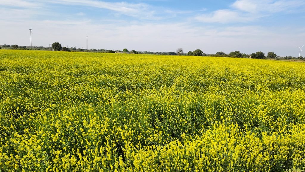 The Golden Fields: Sourcing Pure Mustard for Indian Kitchens