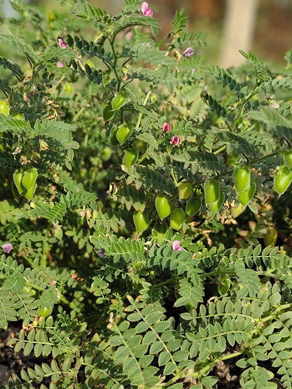 Chickpea Crop