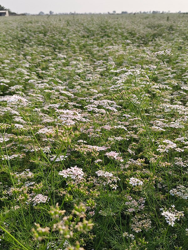 Coriander Crop