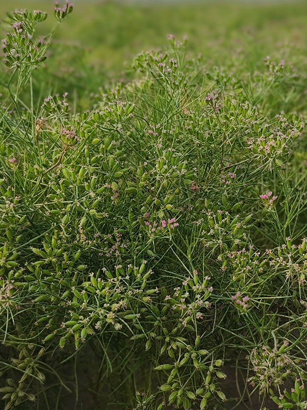 Cumin Crop