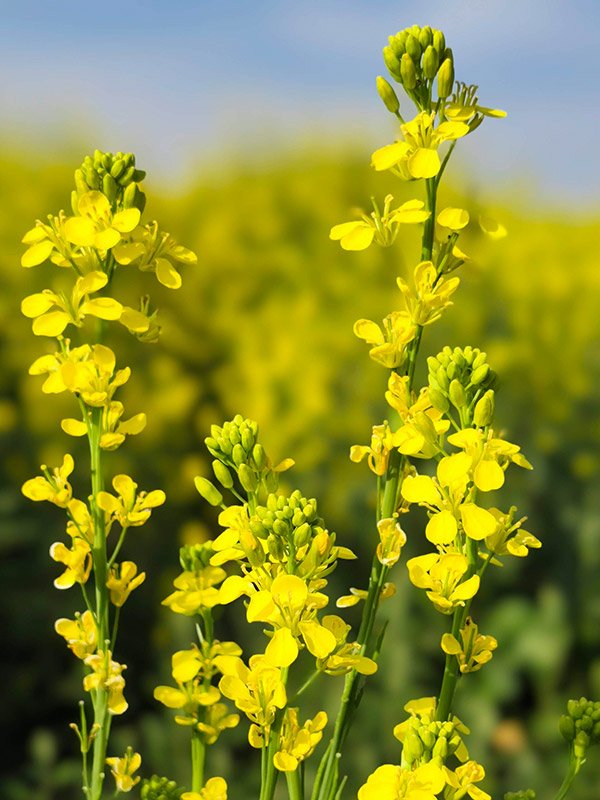 Mustard Crop
